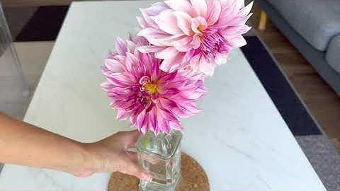 Thumbnail of Dahlia Cafe Au Lait Royal - Cutting Flower