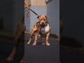 top 5 most dangerous dog in the world #pitbull #pitbull #pitbull