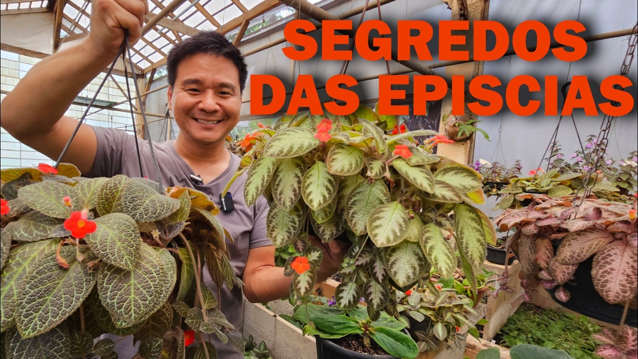 TAPETE DE RAINHA (Episcia) - Conheça e Aprenda a Cultivar