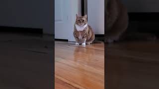 my Neighbors Cat Dilly #elevator #wait #ginger #redhead #neighbor #cat #thick