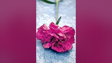 ما تيسر من سورة يوسف عبدالرزاق القدسي