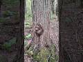 Tree of Resilience Shinrin-yoku Forrest Bathing Nature Healing Mindfulness