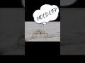 The Ghost Crab 2 | Hunger Games