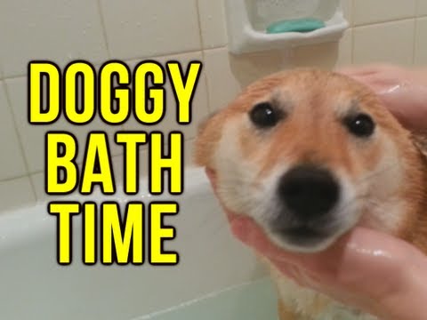Doggy Bath Time - YouTube