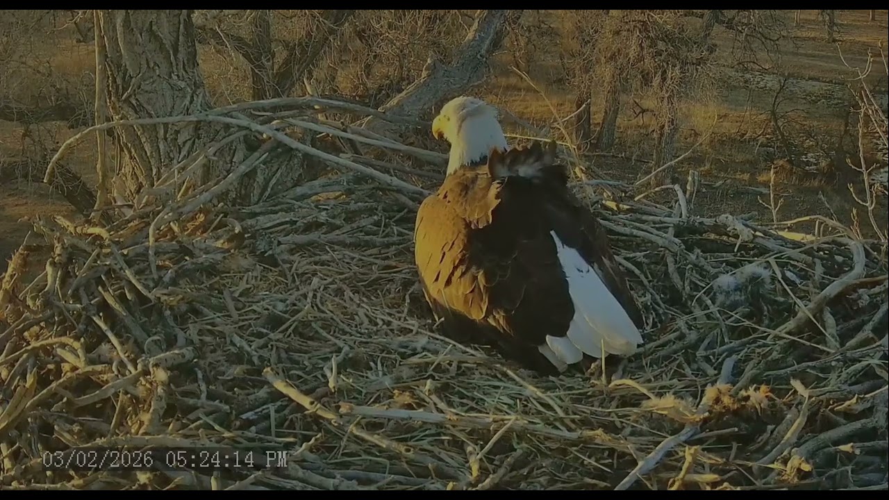 Xcel Energy FSV Eagles 3-2-26 Ma lays her third egg!