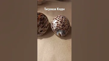 Ракушка Тигровая каури (Cypraea tigris)