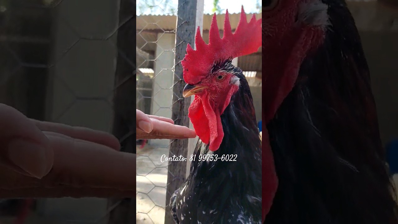 Galo Reprodutor Balão - Mundo Caipira