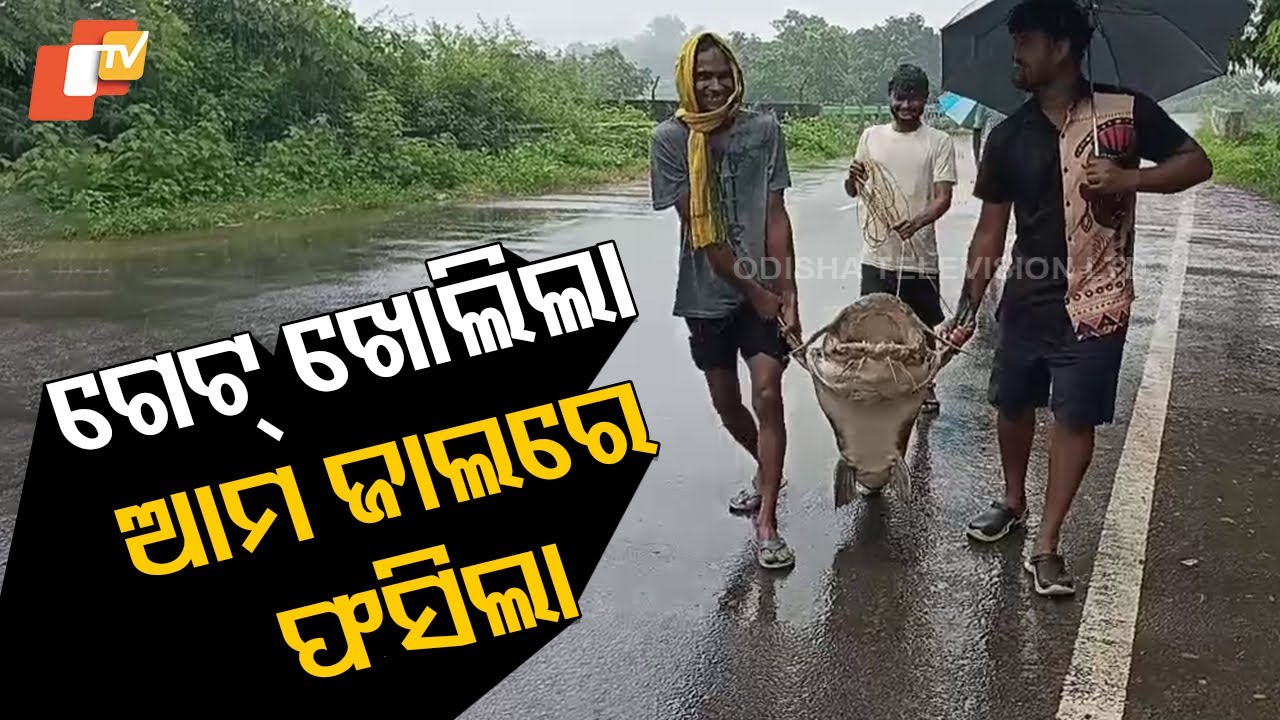 Rare 70+ Kg Fish Caught in Fisherman’s Net Near Samal Barrage in Anugul