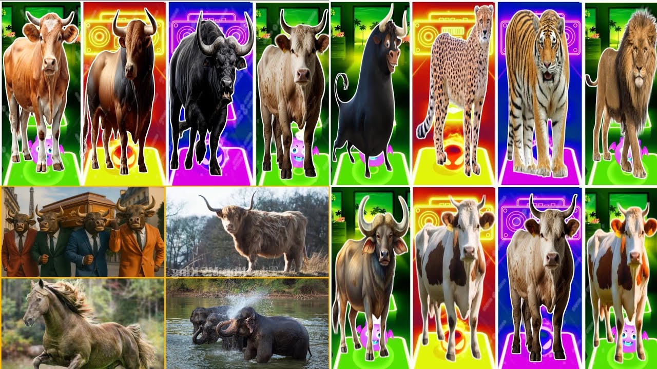 Смешные животные 🆚 Смешной бык 🆚 Смешной Фердинанд 🆚 Смешная песня танца с гробом Буффало