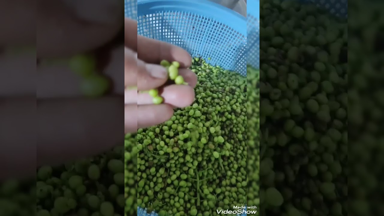 قەزوانی وشک خۆشکردن