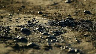 Oil Spill Off California Coast Leaves Wildlife Dead, Popular Beaches Closed France 24 English