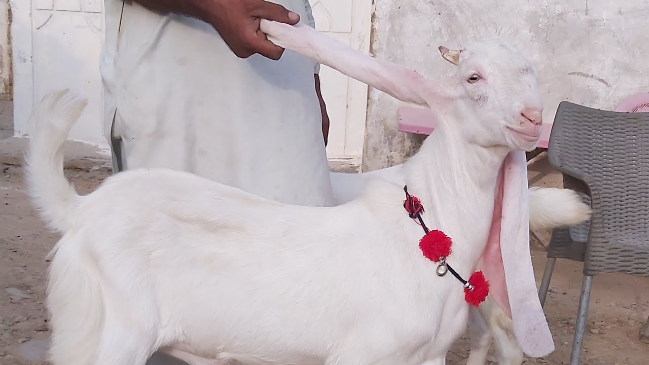 Pure White Gulabi Baby Goats for SALE at AQ Goat Farm Call