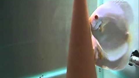 Albino Platinum Diamonds Discus  - Thiên Đường Cá Cảnh