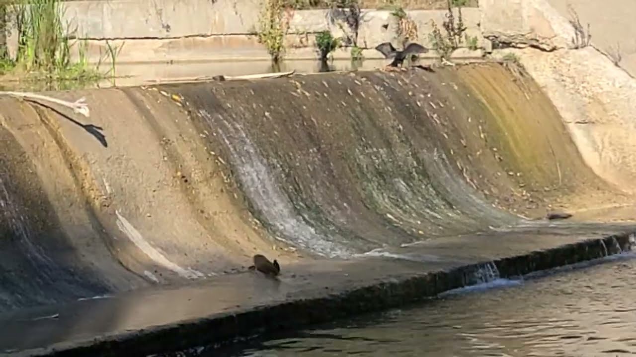 Giant Salmon Gathering for the Spectacular Spawning Season!