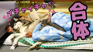 寝る時はいつも飼い主と添い寝しないと眠れない...ハスキー犬と保護犬トイプードル