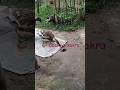 Duck 🦆 kakra se bhout darta hai#asli hero kun howa/ 100%viral short video 🤔😯