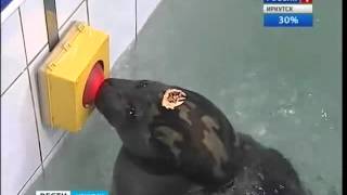 Russian Navy Seals.webm