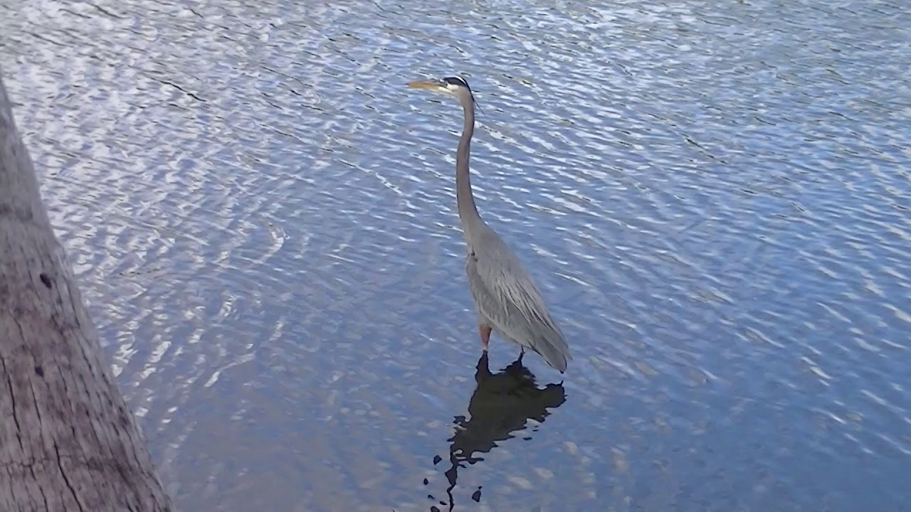 heron fishing 