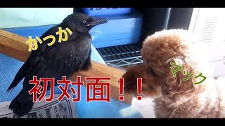 [カラスの兄弟] 保護されて初！番犬とご対面