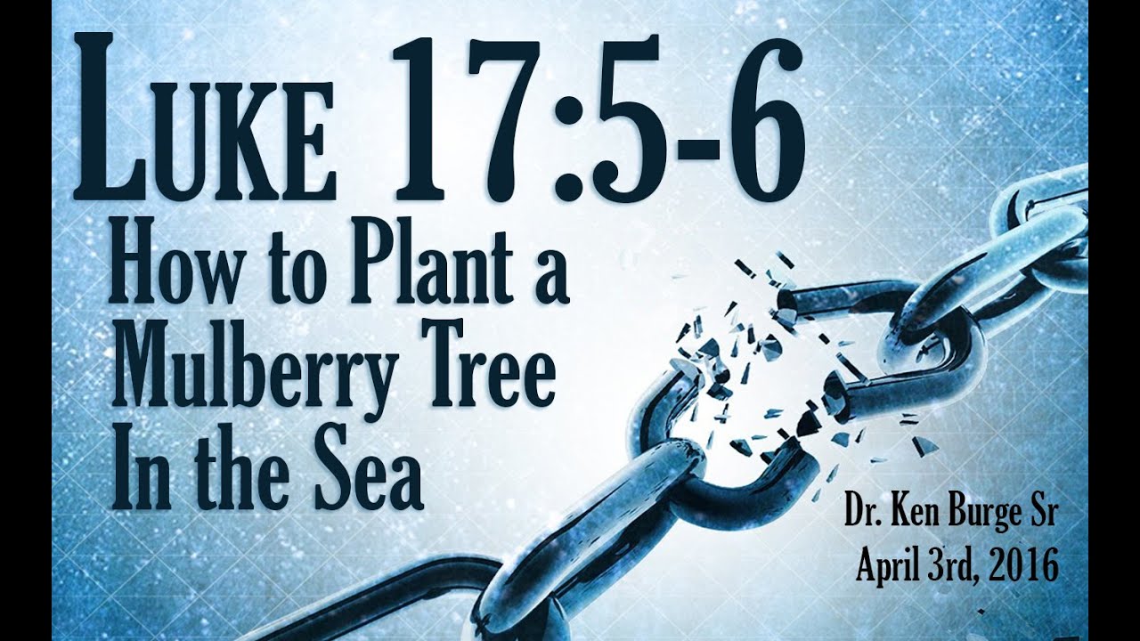 How To Plant A Mulberry Tree In The Sea Luke 17 5 6 YouTube how-to-plant-a-mulberry-tree-in-the-sea-luke-17-5-6-youtube
