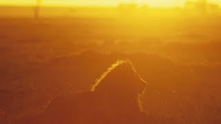 Grandes documentales - Reyes desaparecidos: Los leones del Namib