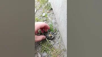 Спасение птенца синички
