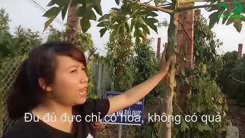 Cận cảnh phân biệt cây đu đực và đu đủ cái