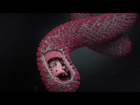 Video: Forskere Advarer Om Mulig Fremkomst Av Et Nytt Farlig Ebolavirus - Alternativ Visning