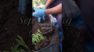 Separating my ginger before planting.