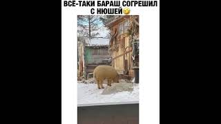 Всё-таки Бараш согрешил с Нюшей😄😄😄