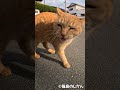 鳴き声独特 #shorts #猫 #cat #बिल्ली #kedi