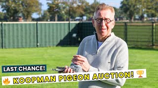 Gerard Koopman s Final Racing Pigeon Auction - A Once-in-a-Lifetime Opportunity