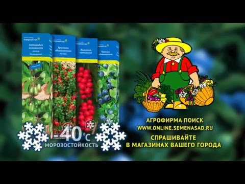 Агрофирма Поиск Купить Саженцы