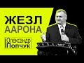 Жезл Аарона. Олександр Попчук │Проповіді християнські