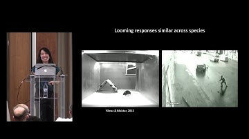 Gwyneth Card - Towards a brain architecture for visual behavior selection (Cosyne 2019)