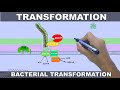 Bacterial Transformation Steps | Animated Guide 🦠