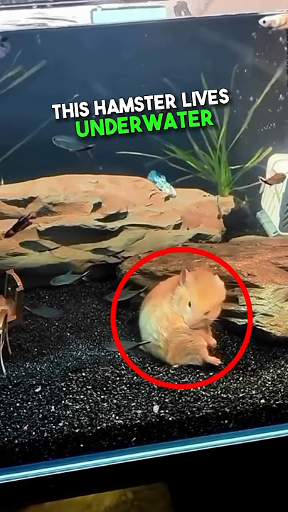 This Hamster Lives Underwater 😳