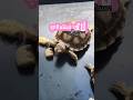 ท่ากินที่แสนจะขี้เกียจ แต่เต็มไปด้วยความตะมุตะมิ #turtle #เต่าซูคาต้า #tortoise #pets #animals
