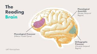 The Science of Reading Basics, Part 1: The Reading Brain