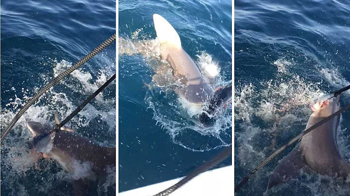 Shark Frenzy At Feeding Time Shows Sheer Power