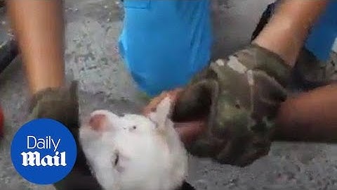 Hapless puppy is rescued after getting stuck inside EXHAUST PIPE - Daily Mail