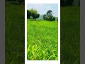 fitoor | Village View #shorts