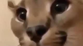 fart floppa 2
