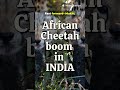 African Cheetah boom in INDIA  #africa #african #africanews #india #ias #indiaafrica #iasexam