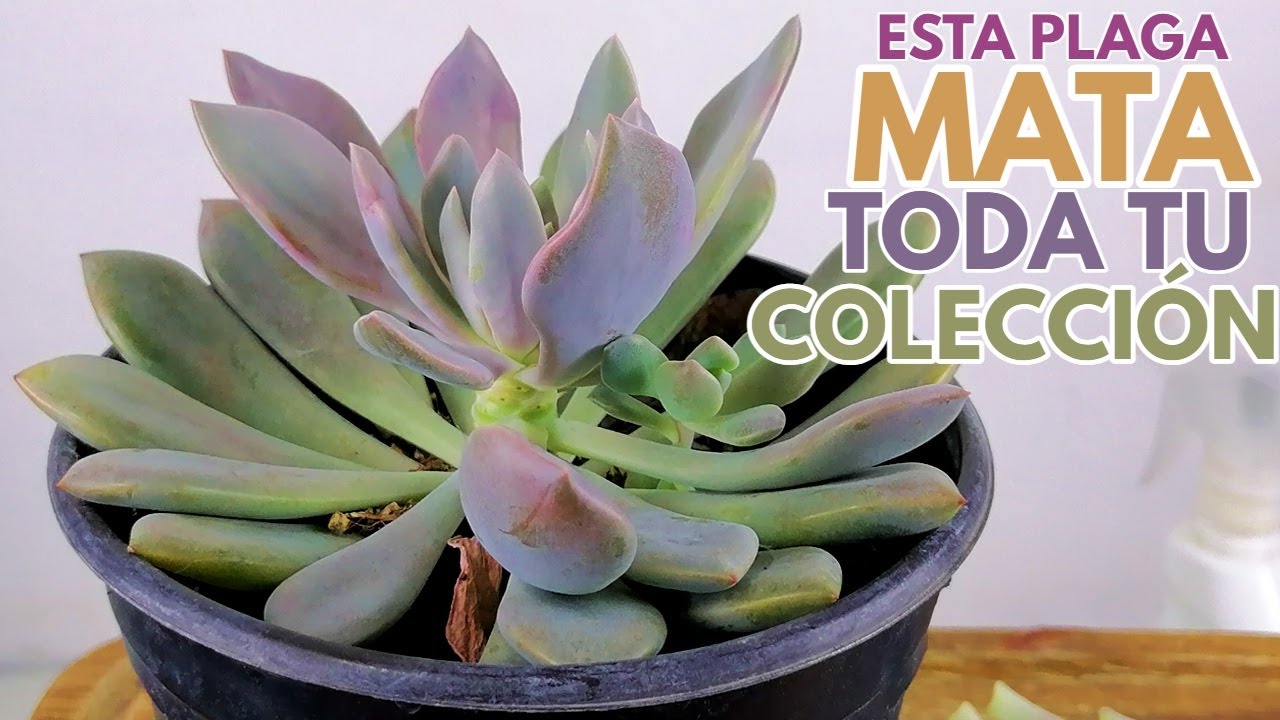 esto destruye todas tus suculentas esta plaga es dificl de tratar suculentas  donsuculento