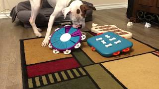 Boxer Dog Tater Works Nina Ottosson Food Puzzles 2