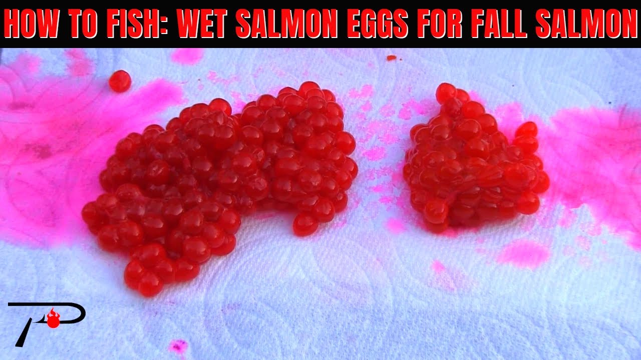 How To Salmon Fish: A Wet Egg Cure For Fall Salmon Fishing 