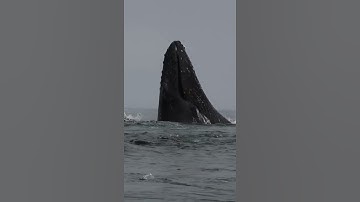 Khoảnh khắc cá voi ăn cá con