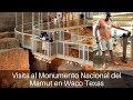 Vlog: Monumento Nacional del Mamut, Waco TX