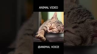 99% Fail This Animal Sound Challenge 😱🔥 #shorts